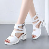 47044673962285|47044673995053|47044674027821|47044674060589|47044674093357|47044674191661|47044674289965